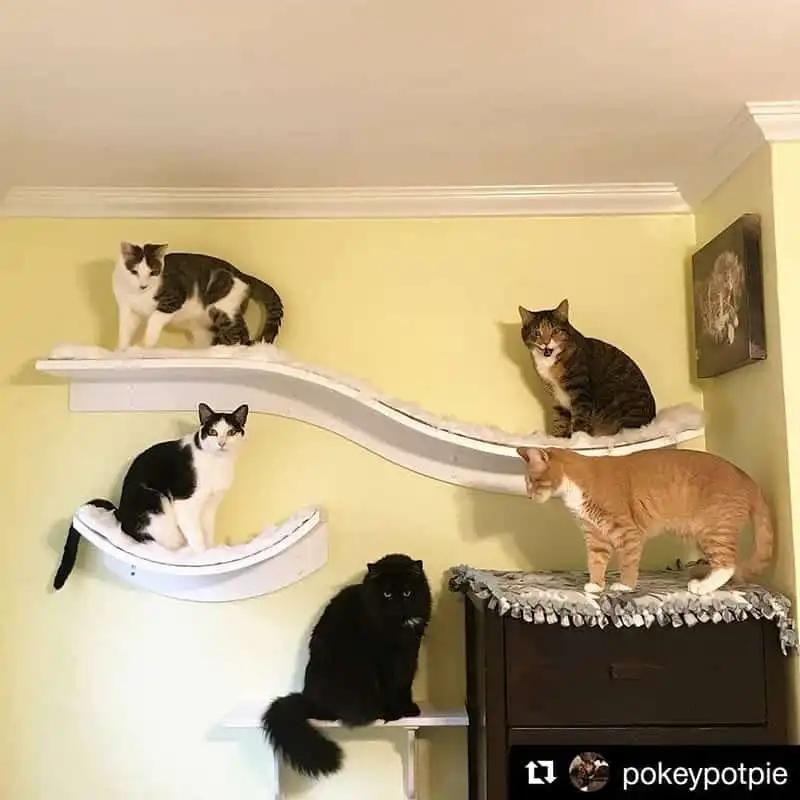 Five cats sit or stand on white Lotus Leaf and Lotus Branch cat shelves in a room with pale yellow walls.