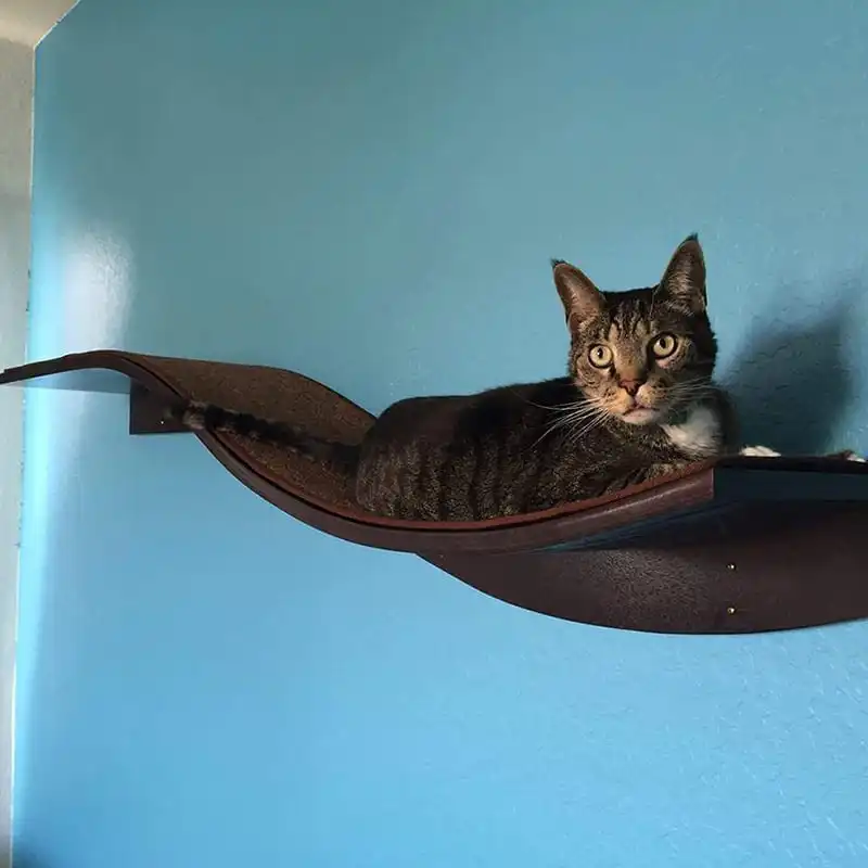 Tabby cat lying on curved, espresso-colored wall-mounted shelf with a blue wall in the background.