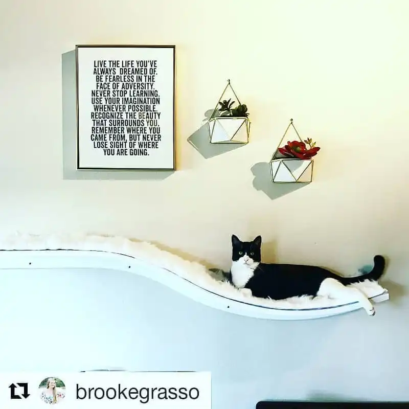 Black and white cat resting on a white wall-mounted shelf below a framed quote and two geometric succulent planters.