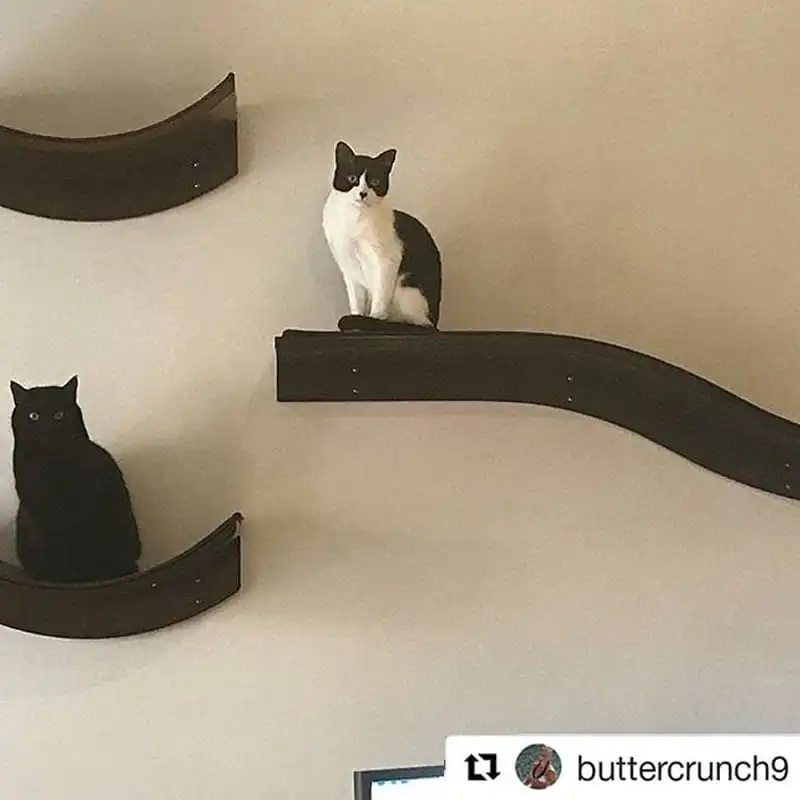 A black cat and a black-and-white cat rest separately on wall-mounted Lotus Branch shelves against a light wall.