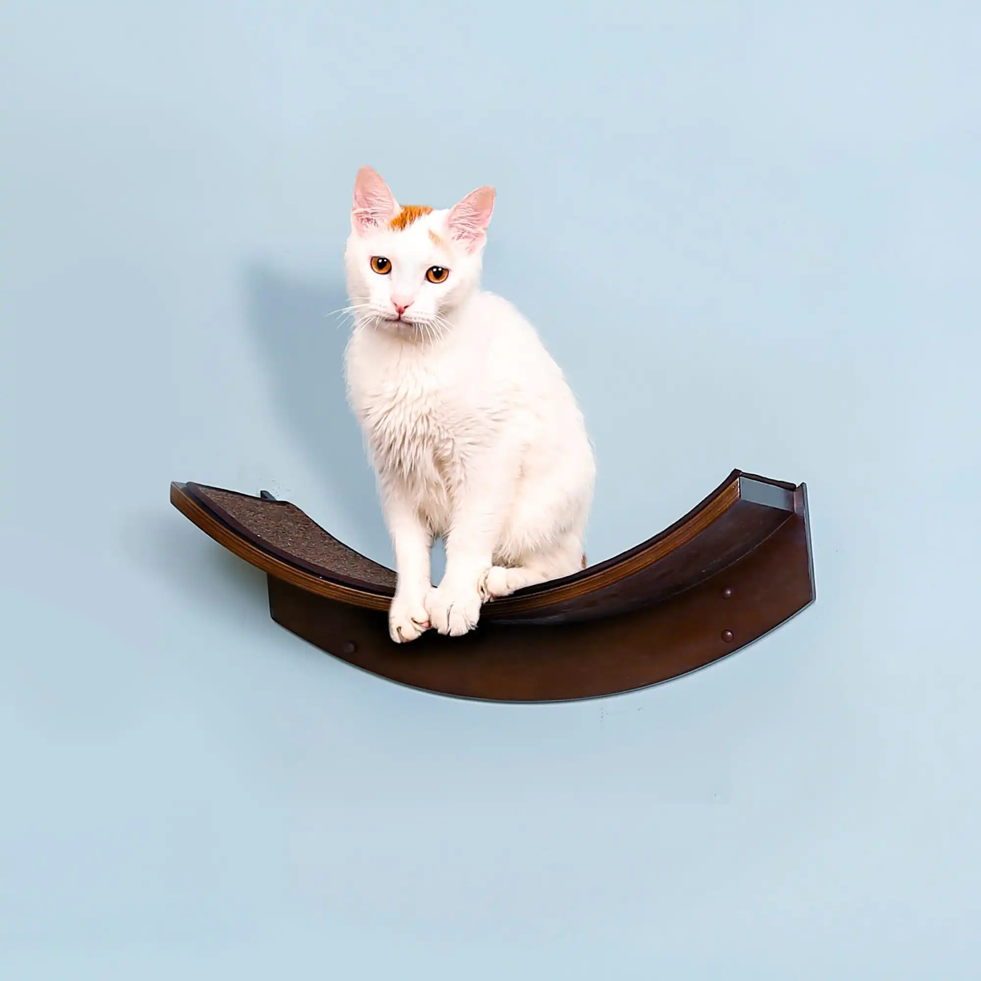 White cat with orange spots sits on a curved mahogany wall shelf, set against a pale blue background.