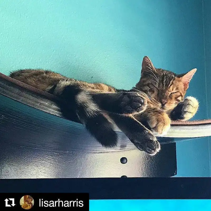 Tabby cat resting with eyes closed on a mahogany Lotus Branch Cat Shelf mounted to a blue wall, head on its paw.