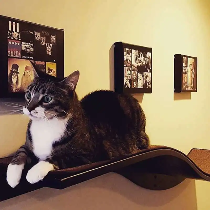 Tabby cat lounging on mahogany Lotus Branch Cat Shelf mounted to a beige wall with framed photos in the background.