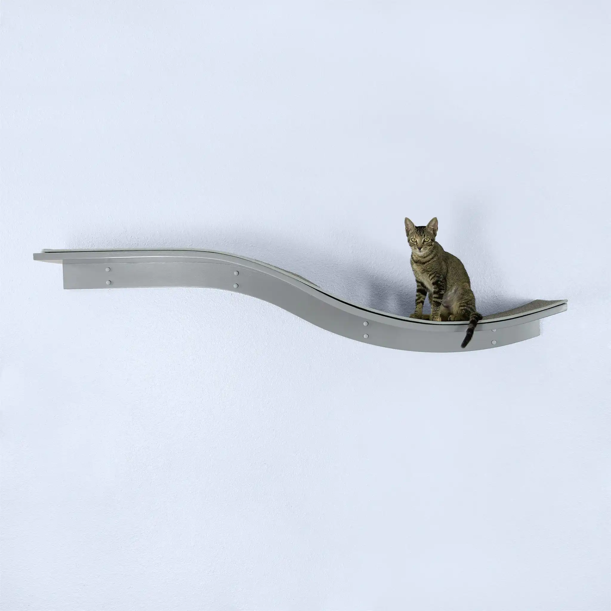 Tabby cat sitting on a sleek, curved gray wall-mounted Lotus Branch Cat Shelf against a plain white wall.