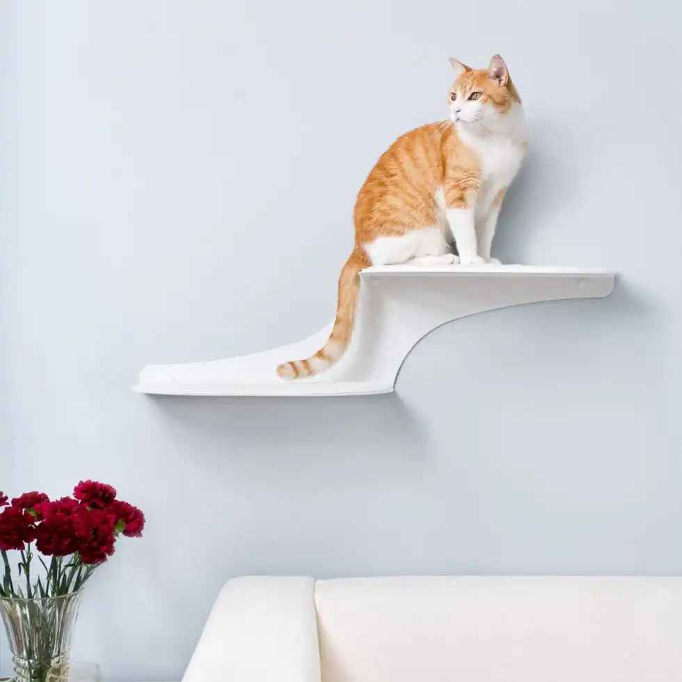 Everlasting Cat Scratcher Online