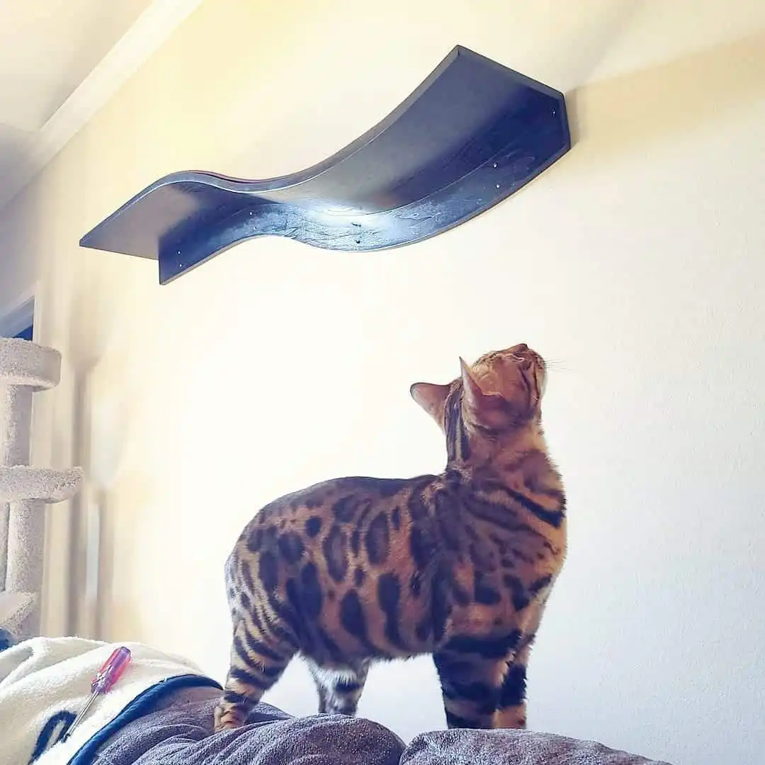 Bengal cat stands on a couch, looking up at a high-mounted Lotus Branch Cat Shelf Espresso on the wall.