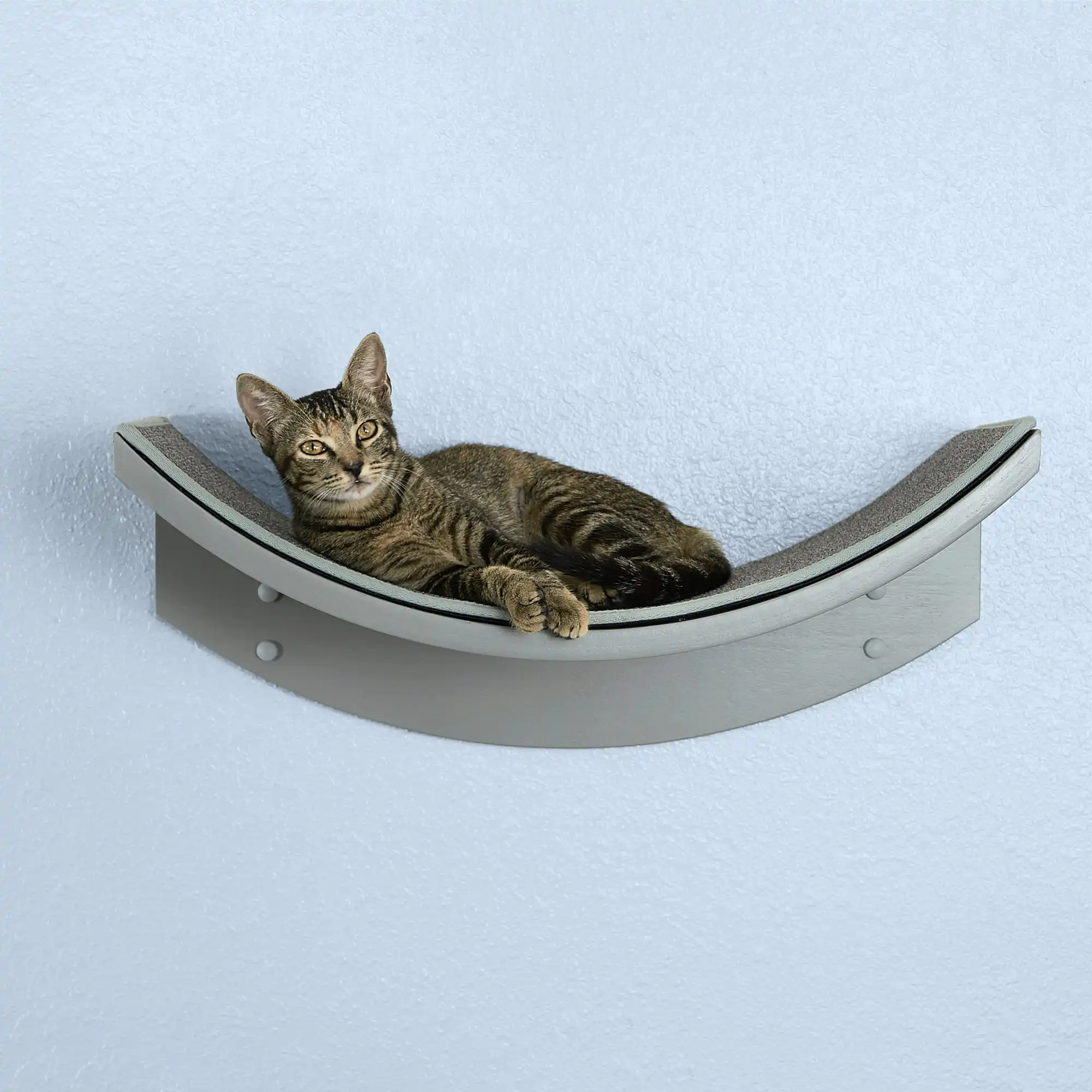 A tabby cat lounging on a curved, wall-mounted Lotus Leaf Cat Shelf against a plain light blue wall.