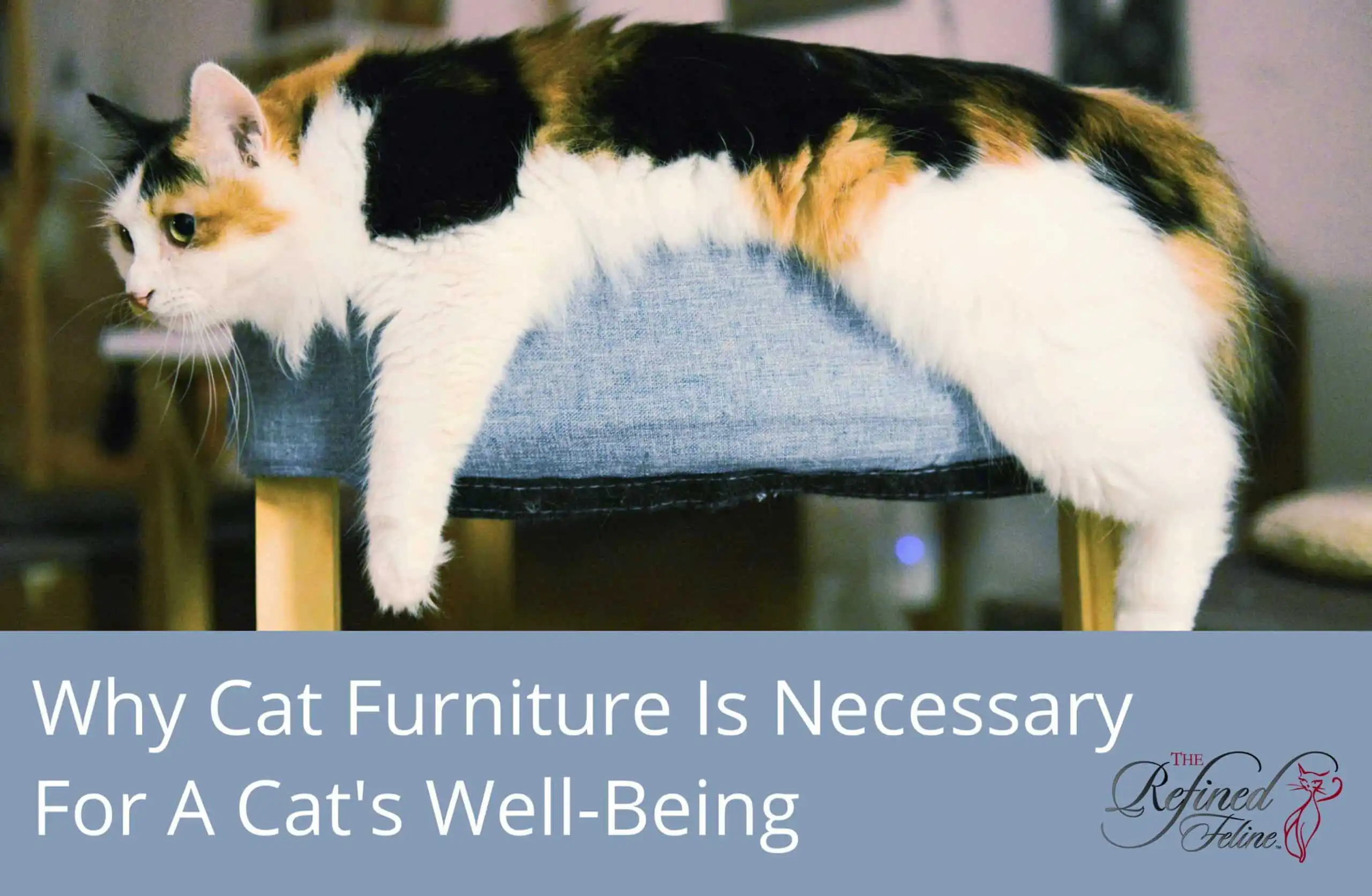 Calico cat lounging on a blue perch next to text: Cats Need Cat Furniture—see why it’s essential for cat well-being.