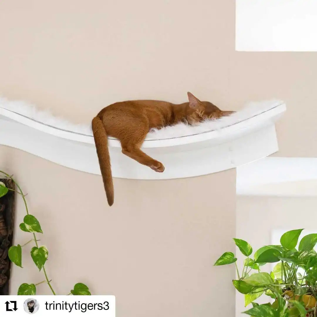 A brown cat sleeps with its legs dangling from a curved white wall shelf; green leafy plants are below.