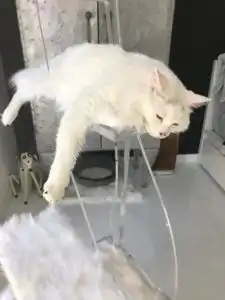 Large white cat lounges on a clear plastic chair, head and paw hanging off, near a Crystal Clear Lotus Cat Tower in a white room.