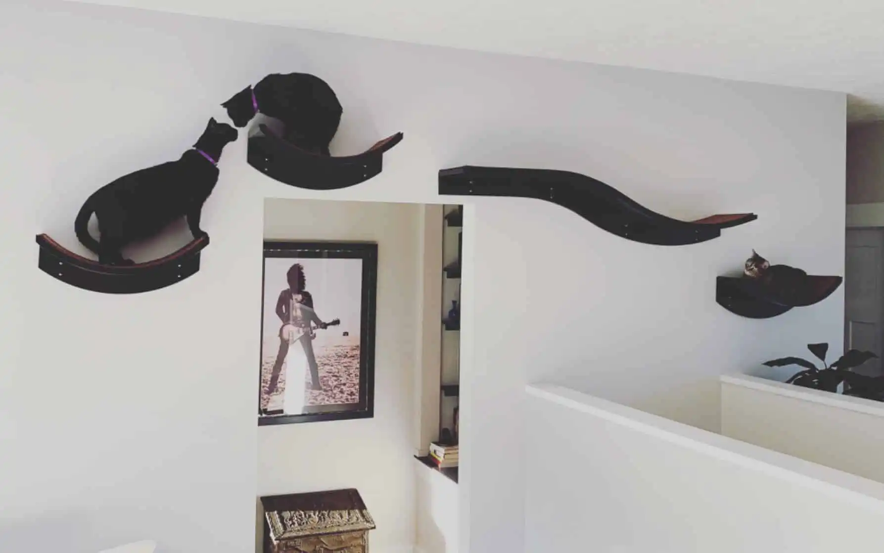 Two black cats walk on curved Lotus Branch Cat Shelves; a third cat rests while a framed photo hangs below.