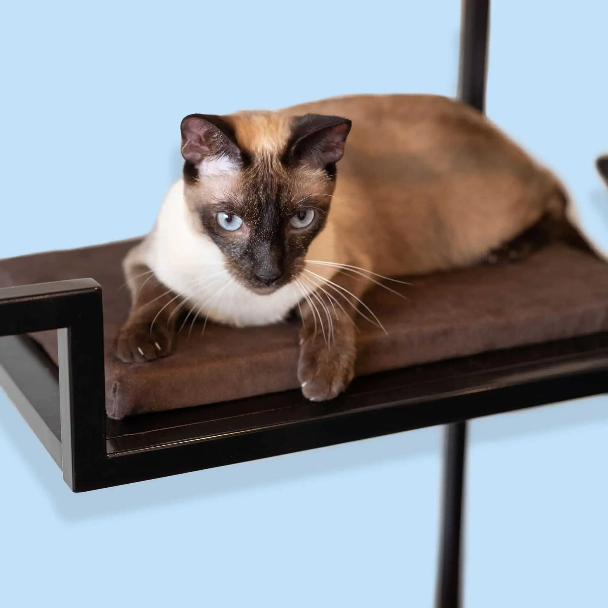Siamese cat with blue eyes lounging on a brown cushion, black metal shelves, against a light blue modern backdrop.