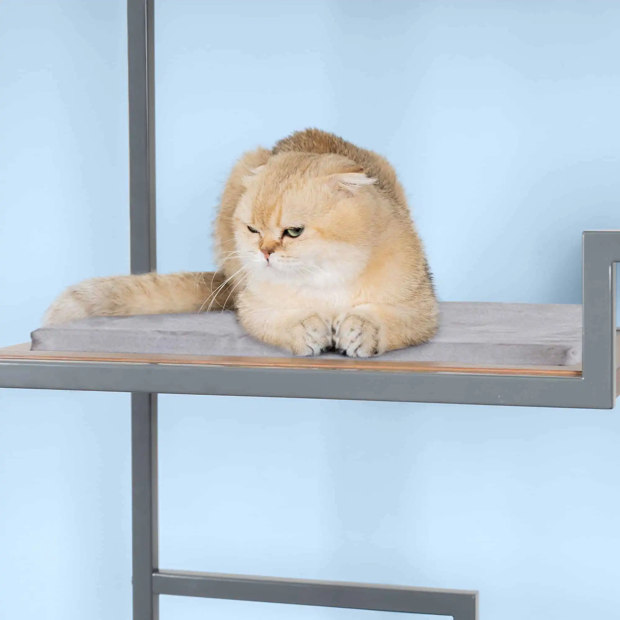 Light brown and cream cat resting on a gray cushion atop a modern shelf, set against a light blue background.