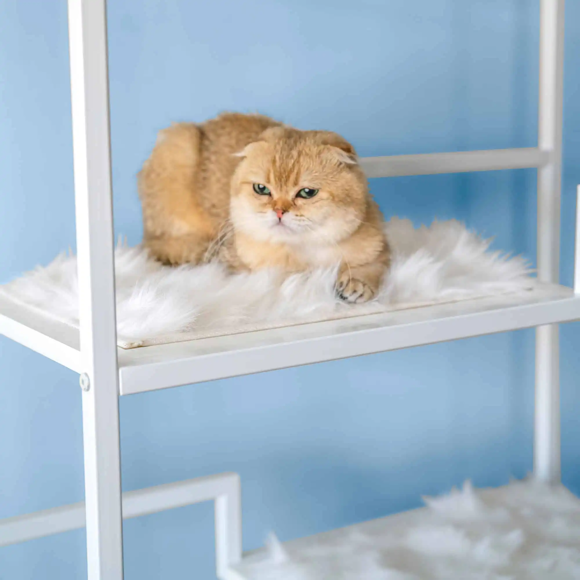 Brown Scottish Fold cat with folded ears lies on white faux fur mat atop a white metal shelf, blue wall in background.