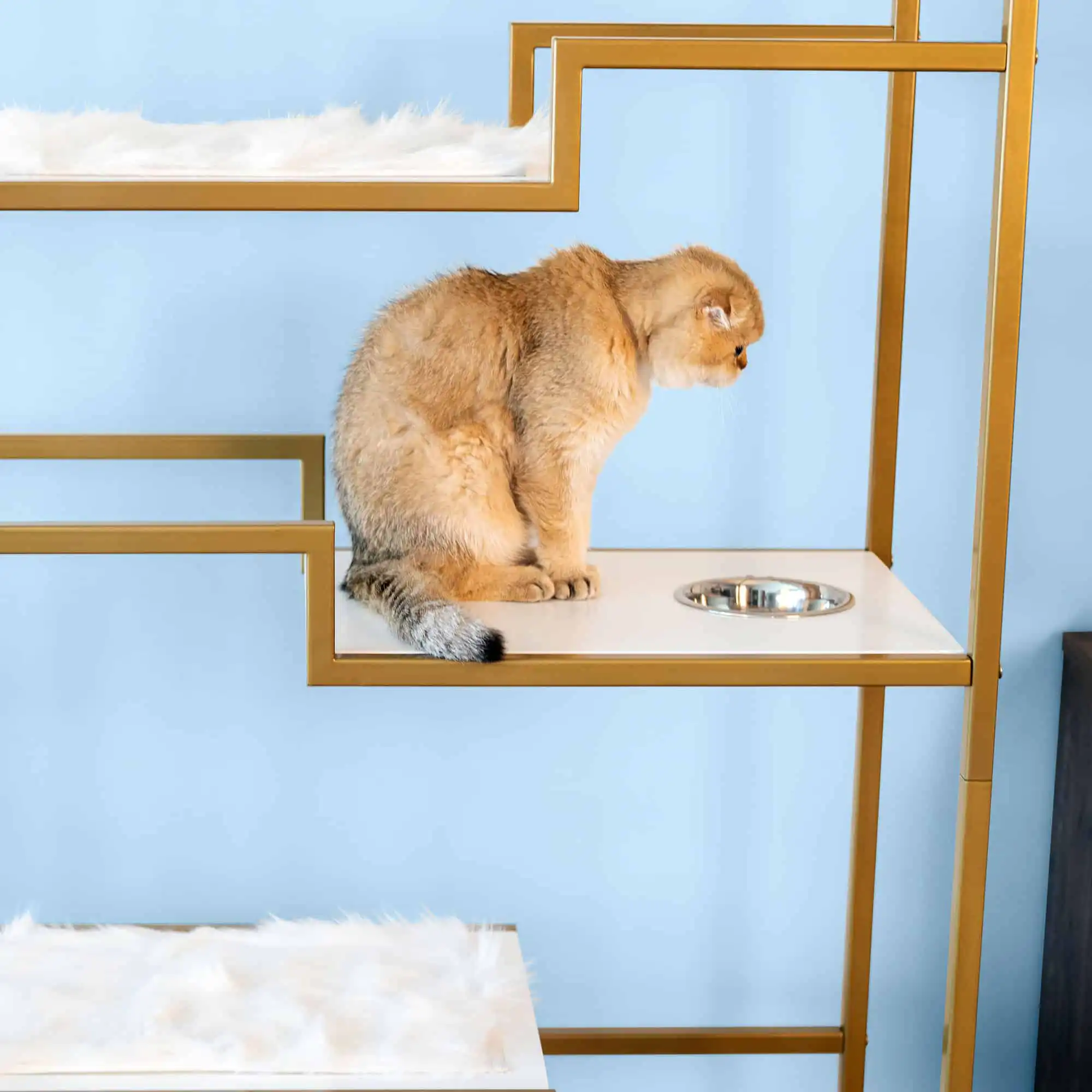 Light brown cat sits on a stepped gold and white cat condo, looking at a food bowl set on a shelf by a light blue wall.