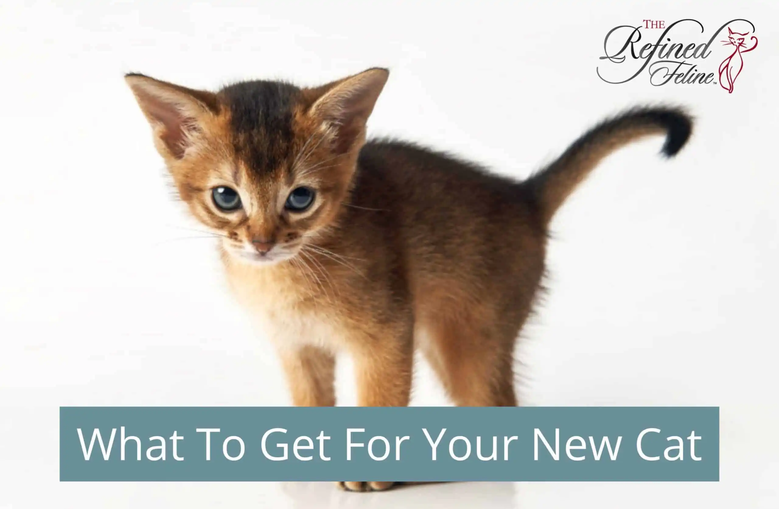 Brown kitten on white background with “What To Get For Your New Cat” text and The Refined Feline logo in the corner.
