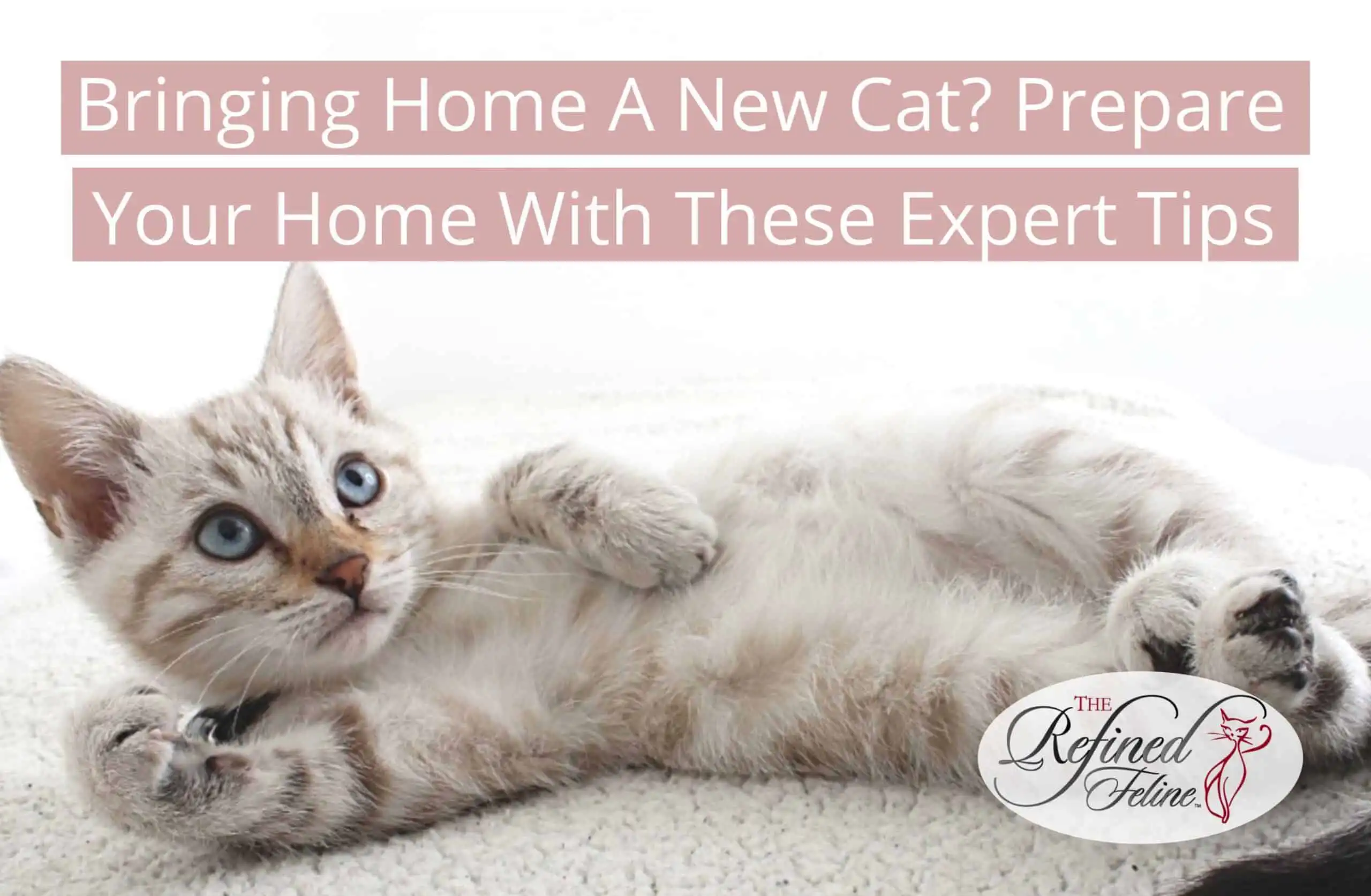 Light gray tabby kitten on a white surface. Text: Bringing Home A New Cat—prepare your home with expert tips. The Refined Feline logo in corner.
