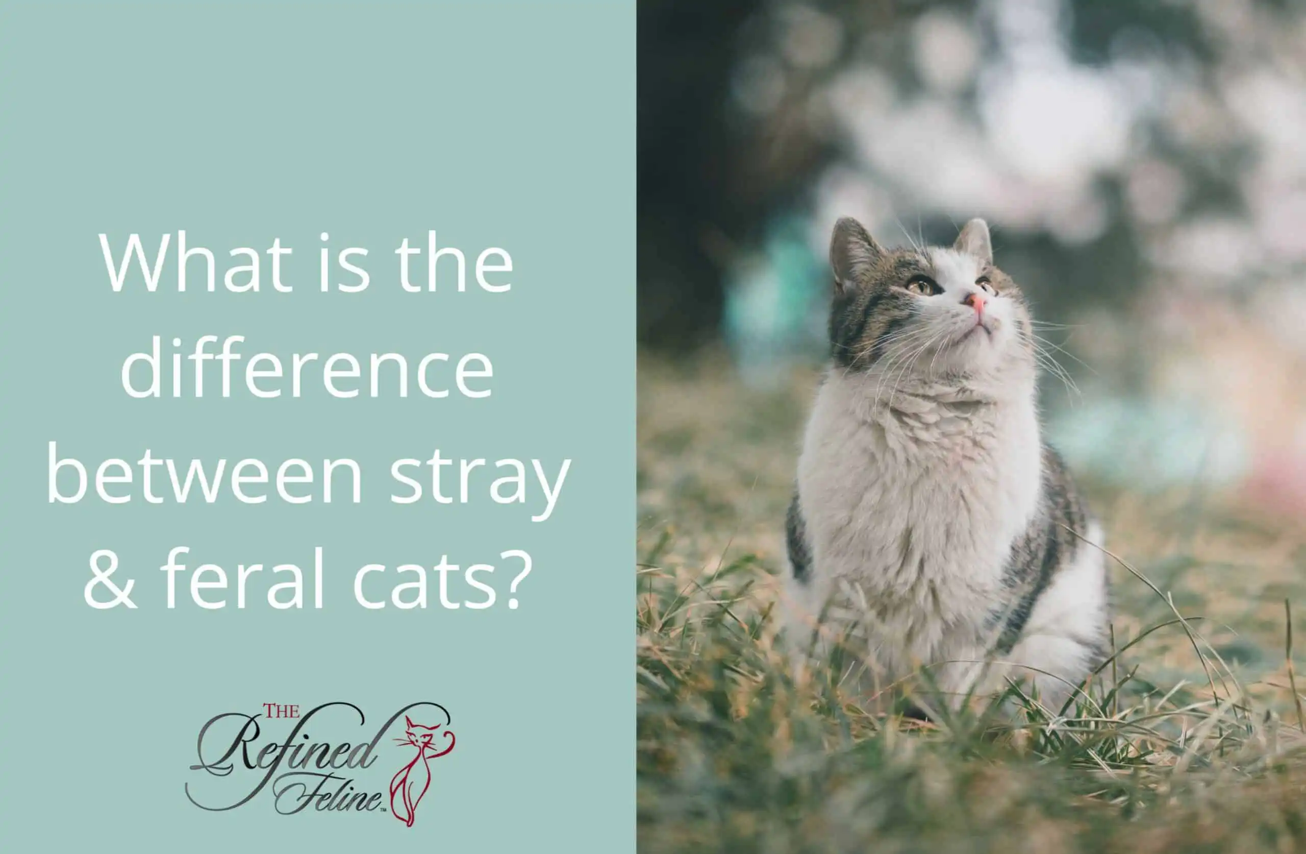 Gray and white cat sitting in grass looking up; left side text says, Difference Between Stray And Feral Cats.