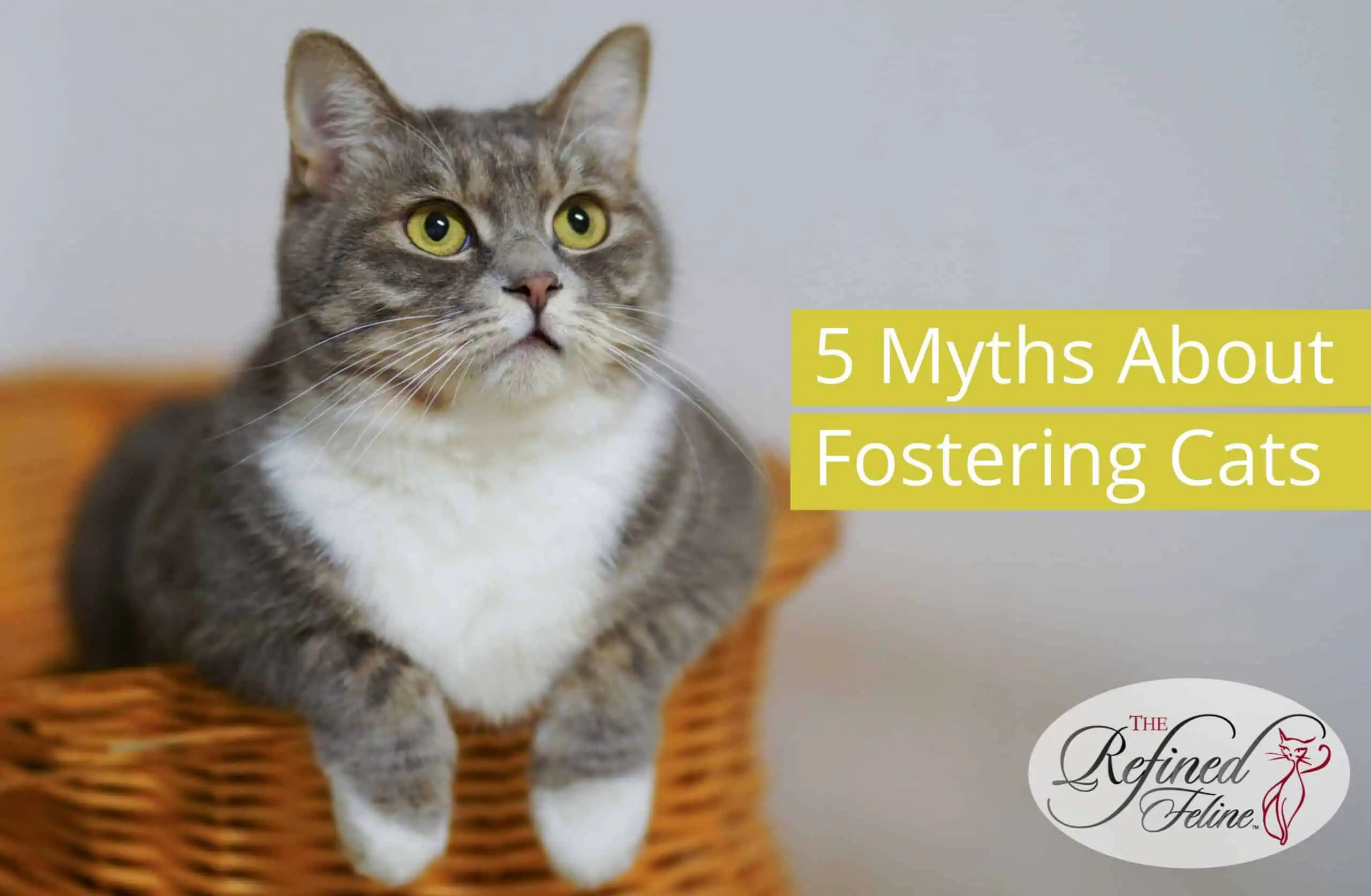 Gray and white cat in a wicker basket beside “Myths About Fostering Cats” text; The Refined Feline logo in corner.