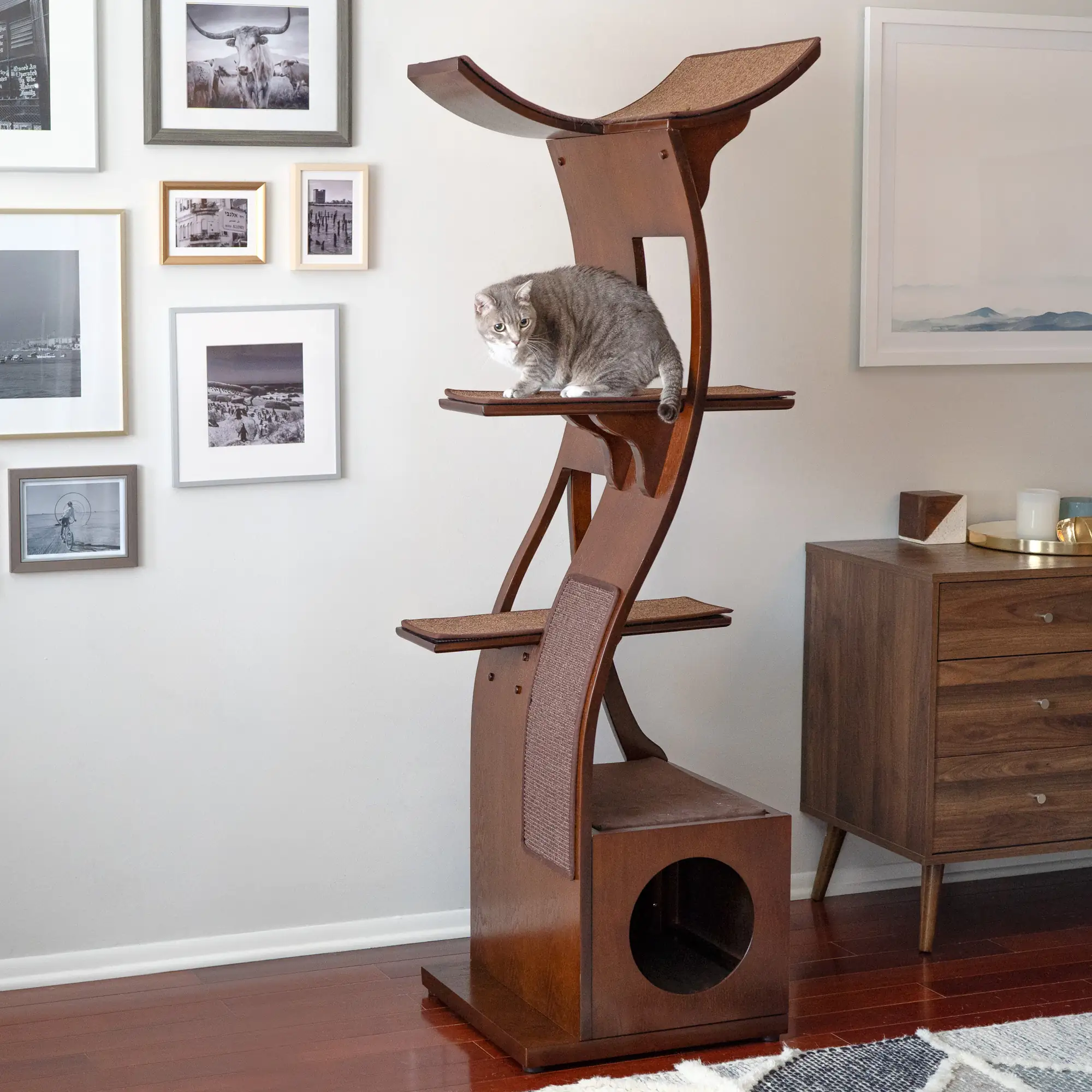 Gray cat lying on a mahogany lotus cat tower in a living room with framed photos and wooden furniture.