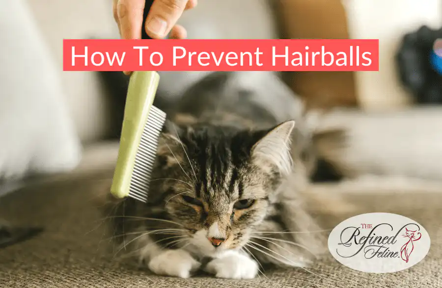 Person brushing a long-haired cat with a green comb; overlaid text: Prevent Hairballs With These Tips.