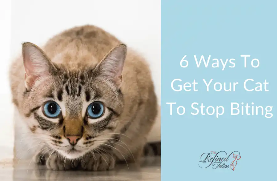A crouching cat on the floor is next to text that says, "6 Ways to Get Your Cat to Stop Biting.