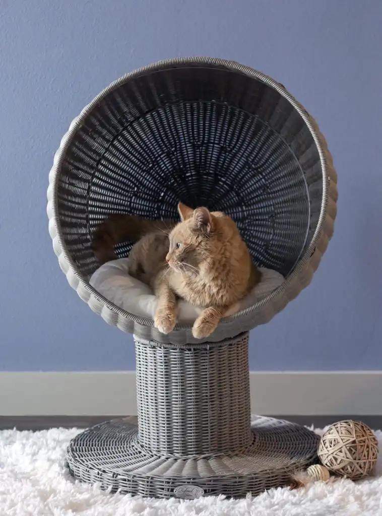 Kitty Ball Bed