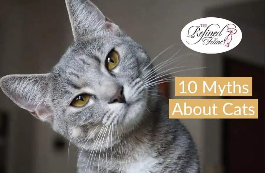 Gray tabby cat tilts head; text reads "10 Myths About Cats" with The Refined Feline logo in top right corner.