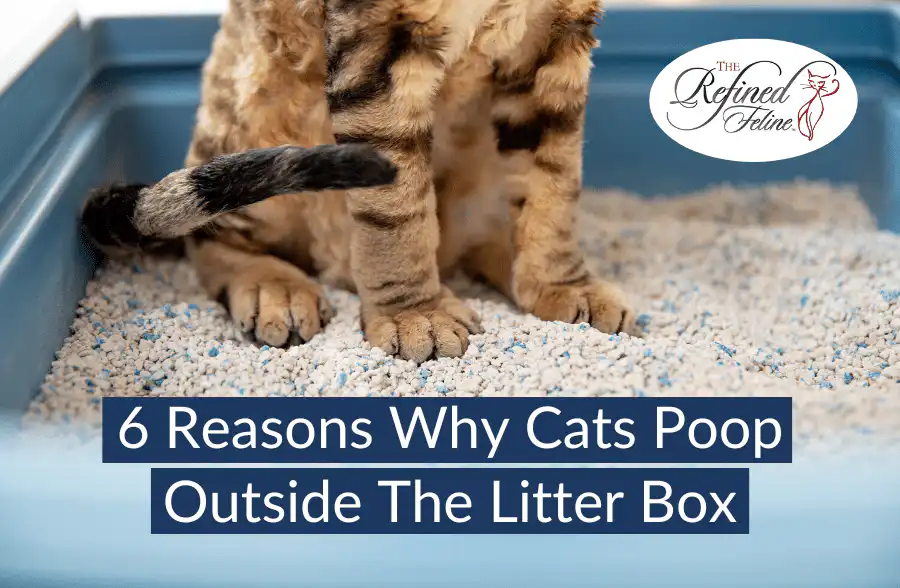 Cat sitting in a white litter box. Text: 6 Reasons Why Cats Poop Outside Of The Litter Box—explore causes and solutions.