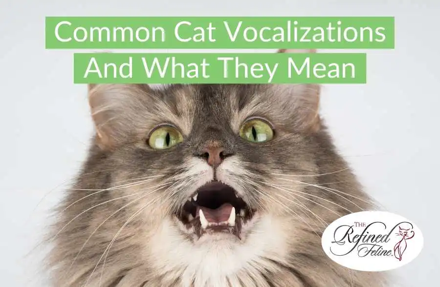 Long-haired cat with mouth open, meowing; text reads "Common Cat Vocalizations" and The Refined Feline logo shown.