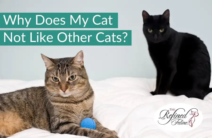 Tabby cat lying on a bed with a blue ball, black cat sitting behind. Text reads: “why does my cat not like other cats”.