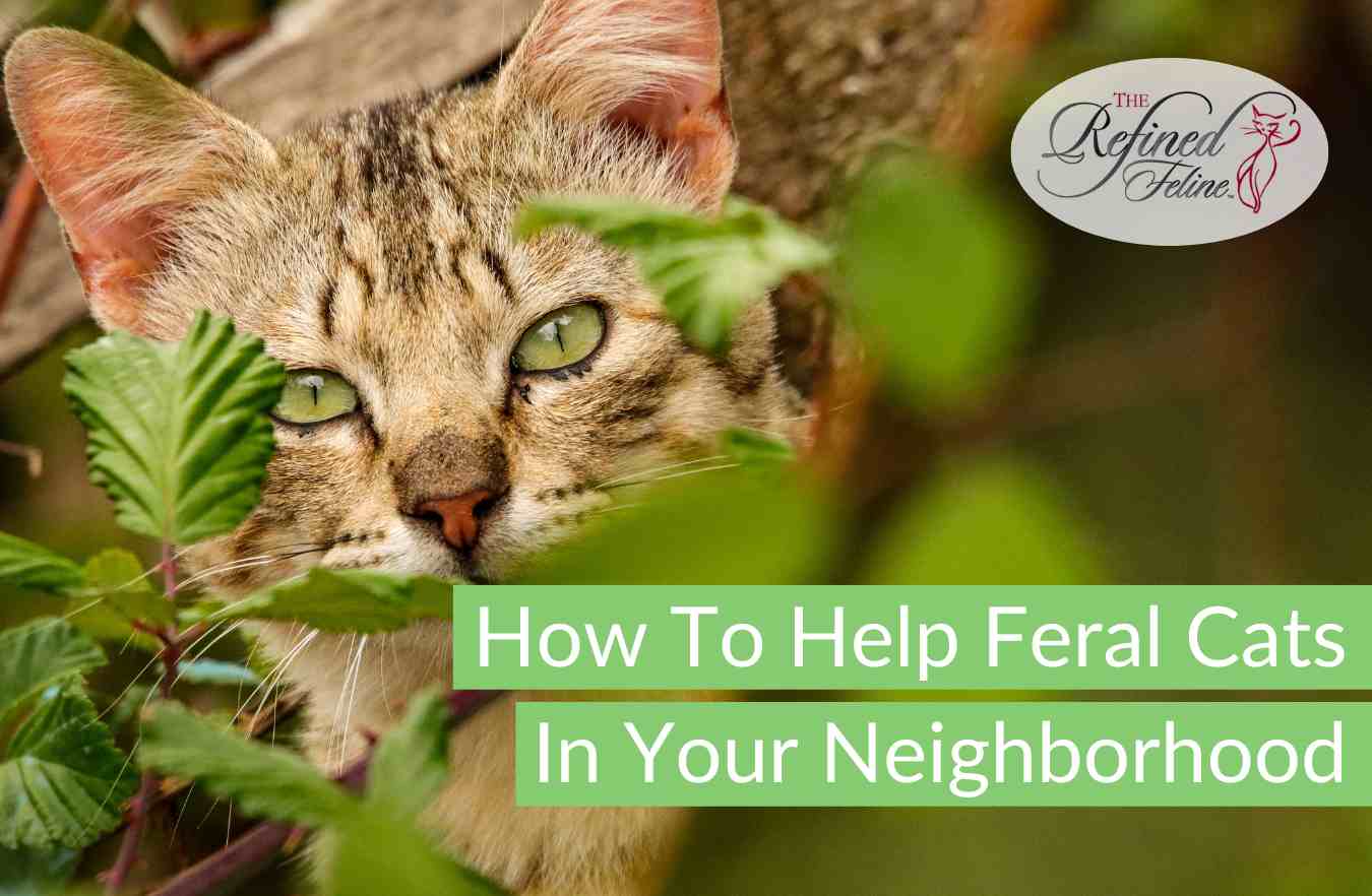 Tabby cat peeking through green leaves with "How To Help Feral Cats" text and The Refined Feline logo in top right corner.