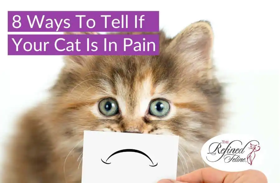 Fluffy cat close-up with a card showing a sad mouth, next to the text “Ways To Tell If Your Cat Is In Pain.”.