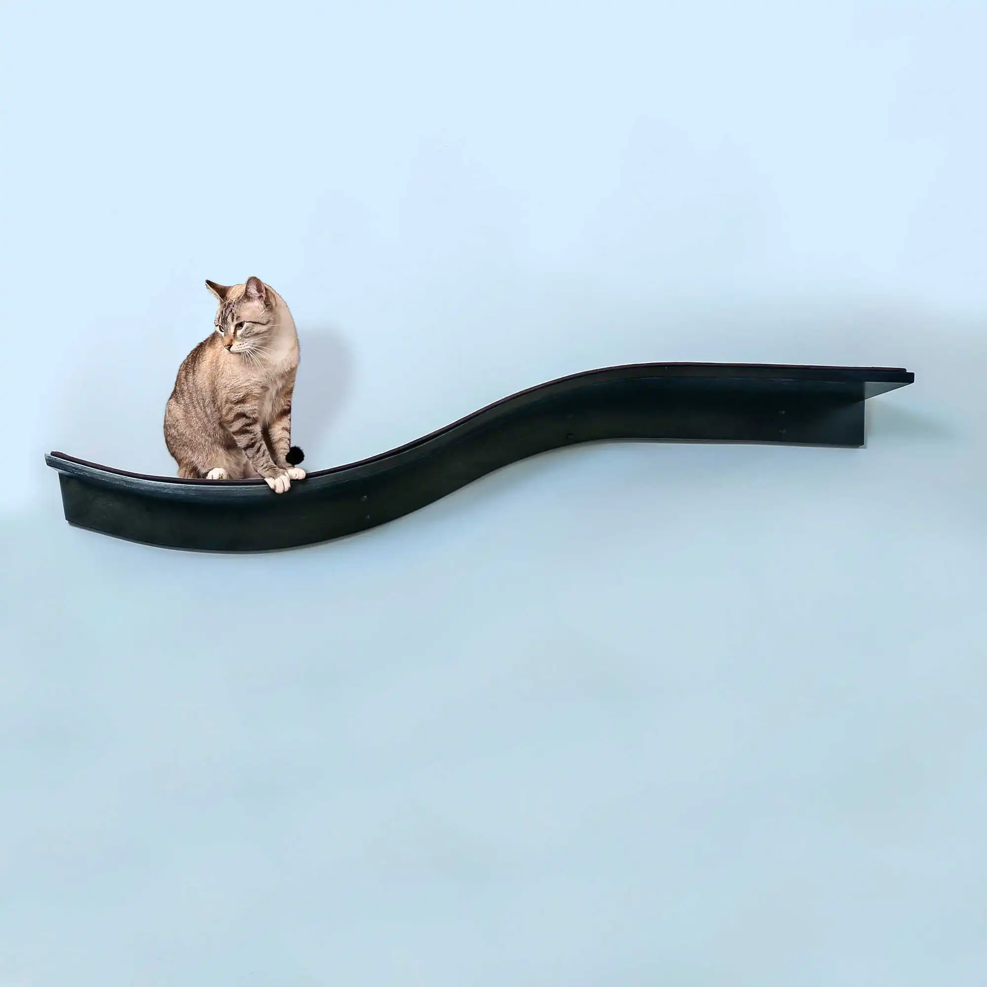 Cat perched on a dark espresso Lotus Branch Cat Shelf mounted to a light blue wall.
