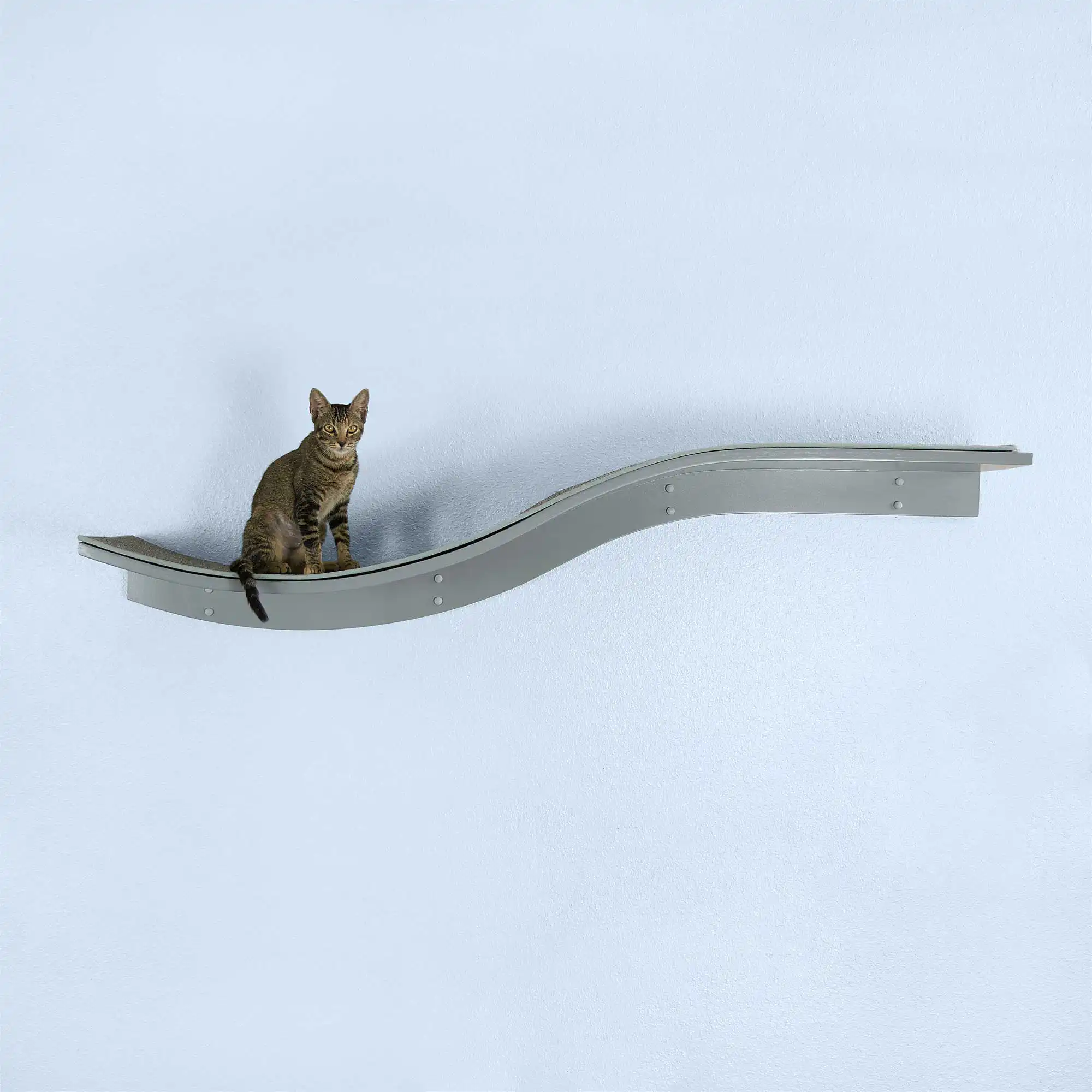 A cat sits on a right-facing, smoke gray Lotus Branch Cat Shelf with a wavy shape, mounted on a light blue wall.