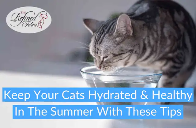 Gray tabby cat lapping water from a clear glass bowl, with text: Keep Your Cats Hydrated & Healthy This Summer With These Tips.