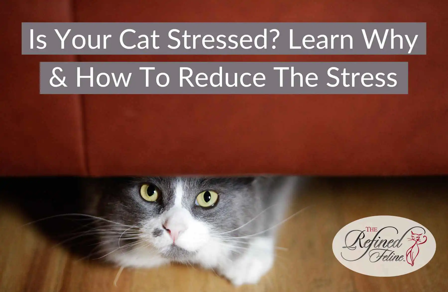 Gray and white cat hiding under a red sofa with overlaid text: Is Your Cat Stressed? Guide to lowering cat stress.