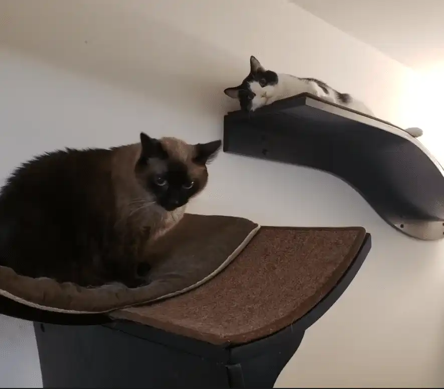 Two cats rest on black Lotus Branch shelves; one lounges on the lower shelf, the other perches above, looking down.