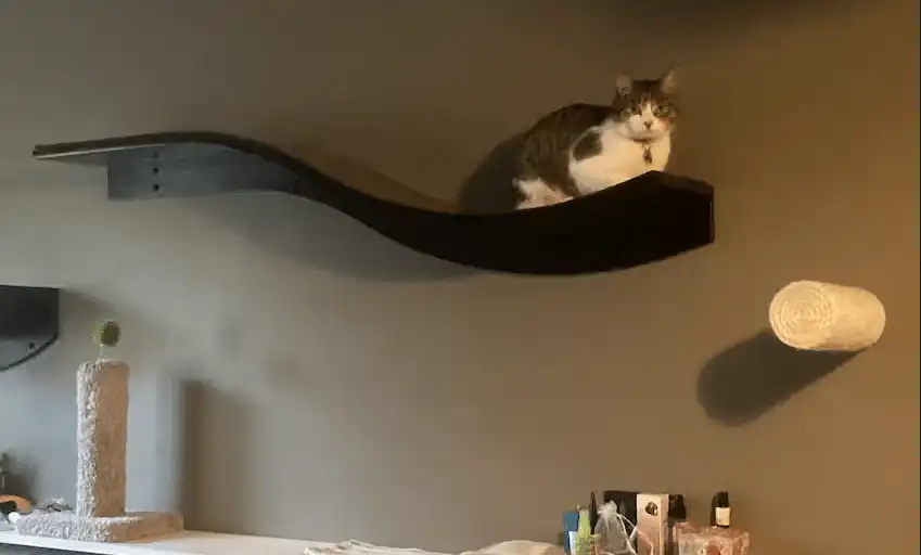 Cat resting on a curved black wall-mounted shelf above a gray cat tree and wrapped scratching post on a gray wall.