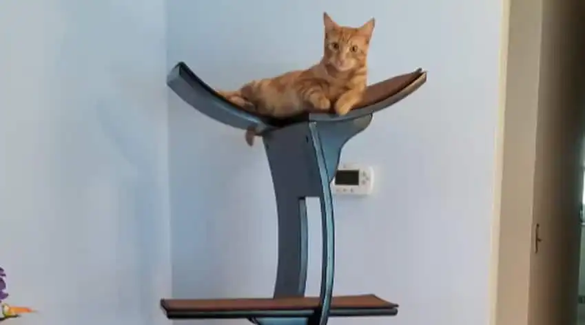 Orange cat lying on top of Lotus cat tower by a light blue wall with a thermostat in the background.