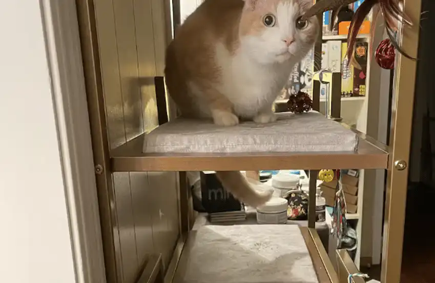 Tan and white cat sits on middle shelf of gold Metro cat condo with padded mats, looking toward the camera.