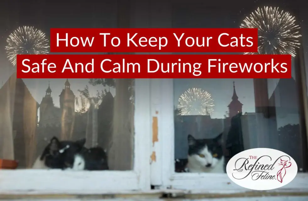 Two cats sit by a window watching fireworks outside at night, suggesting tips for keeping cats calm and safe.