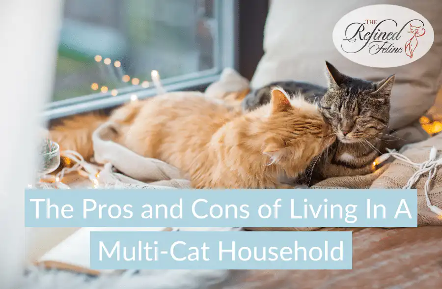Two cats cuddling on a blanket by a window in a cozy room. Text reads: The Pros and Cons of Living In A Multi Cat Household.