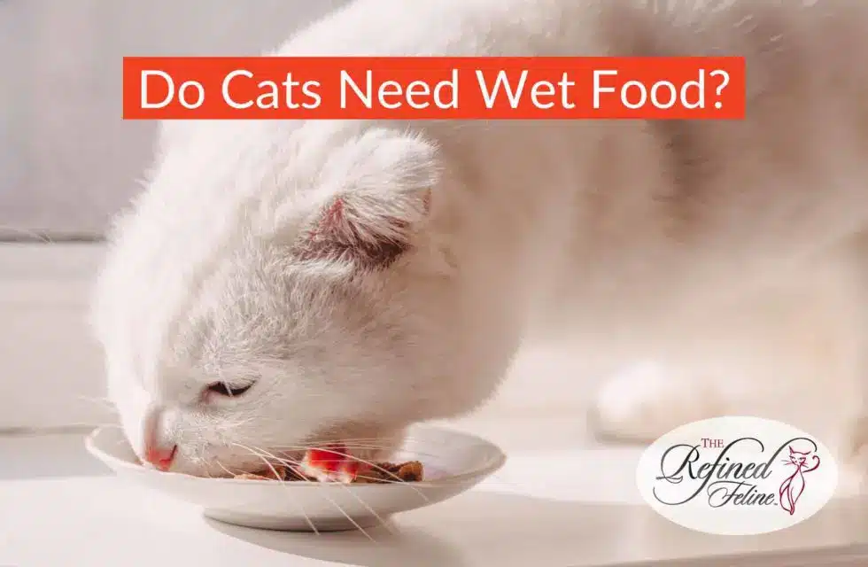 White cat eats wet food from a dish; text reads "Do cats need wet food?" with logo in the corner.