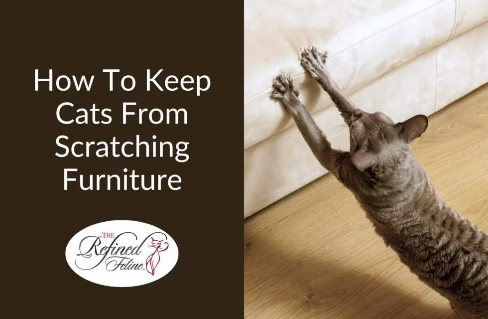 Cat scratching a beige couch beside text reading "how-to-keep-cats-from-scratching-furniture-980x640".