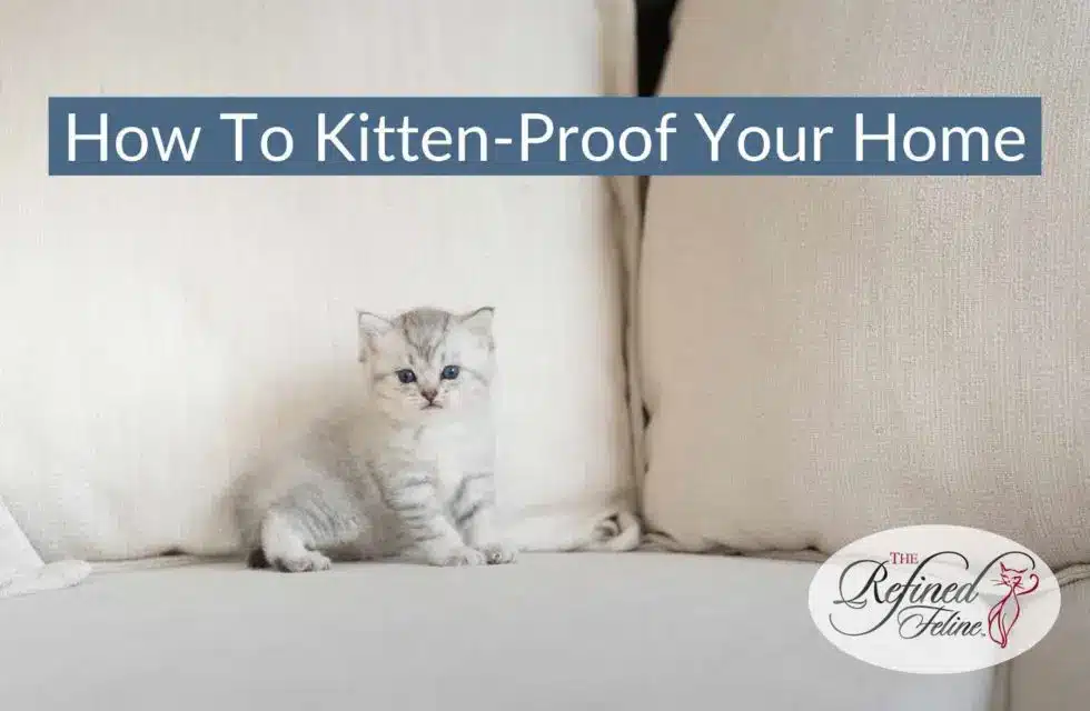 Gray and white kitten sits on a couch between two pillows under the heading "how-to-kitten-proof-your-home-980x640".