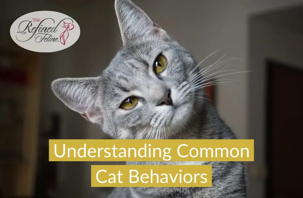 Grey tabby cat tilts head curiously; text overlay reads “Understanding Common Cat Behaviors,” with Refined Feline logo.