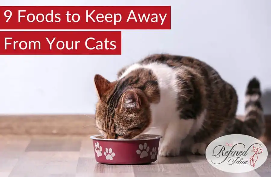 Cat eating from a floor bowl, with text: "9 Foods to Keep Away From Your Cats" and The Refined Feline logo in corner.
