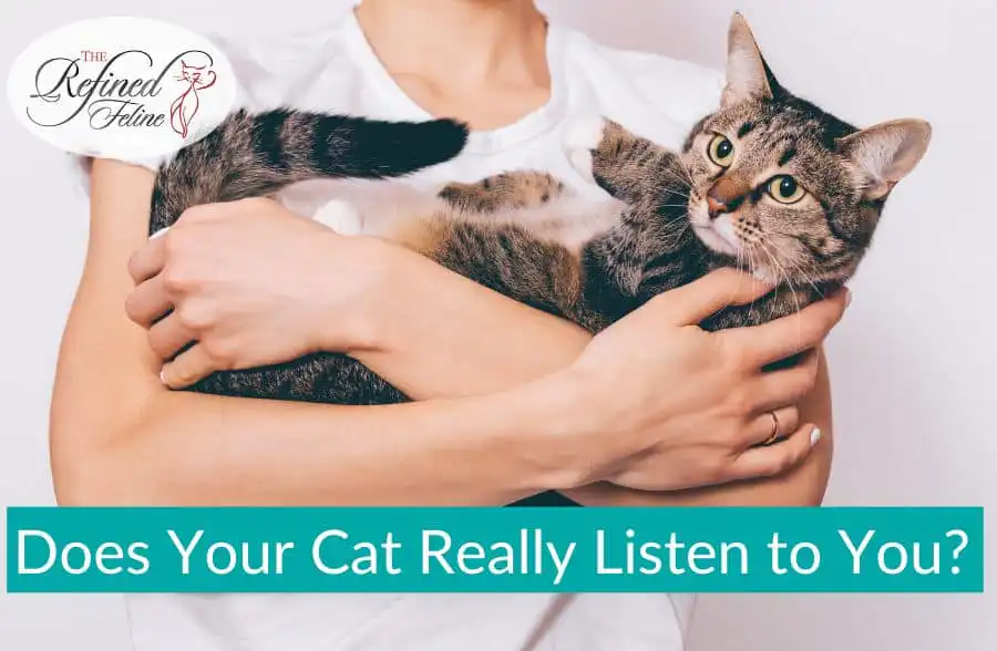 Person holding a tabby cat with text, "Does Your Cat Really Listen to You?" and The Refined Feline logo in the corner.