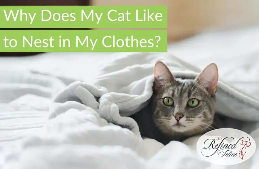 Grey tabby cat under a white blanket looks up. Text: “Why Does My Cat Like to Nest in My Clothes? Learn the cozy reasons.”.